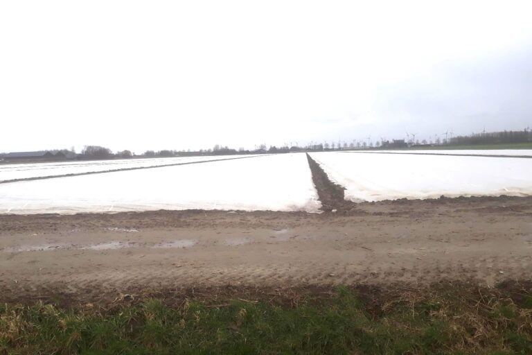 Vroege teelt van aardappelen onder acryldoek