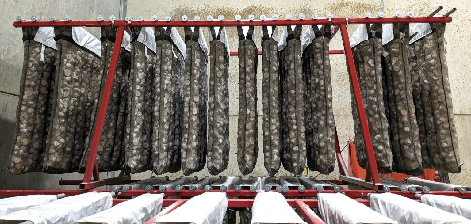 Gesneden pootgoed staat binnen voor wondheling